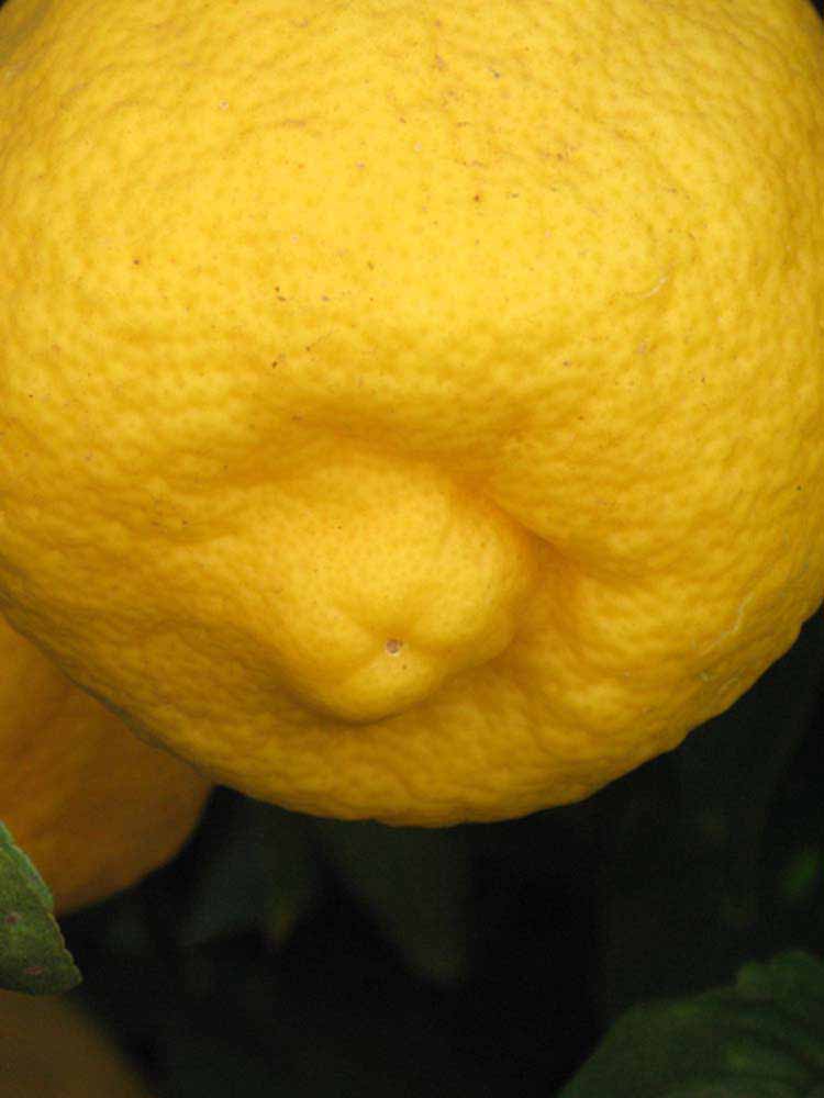            Fruit (South African, Riverside, CA)   